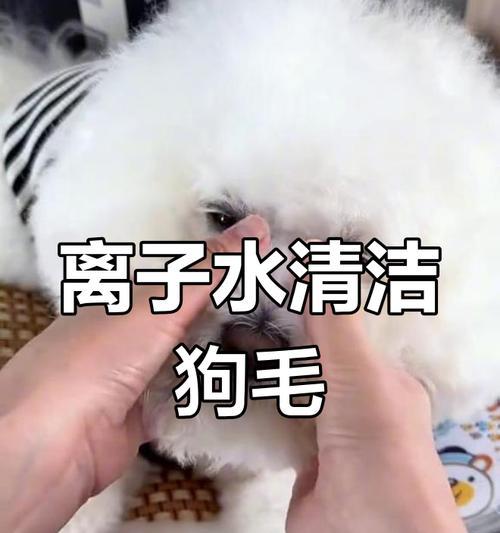 狗狗泪痕问题的天然食物解决方案