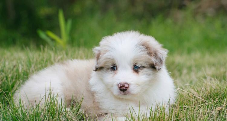 丁香边牧:智慧忠诚活力的工作犬与家庭伴侣 丁香边牧:智慧忠诚活力的工作犬与家庭伴侣