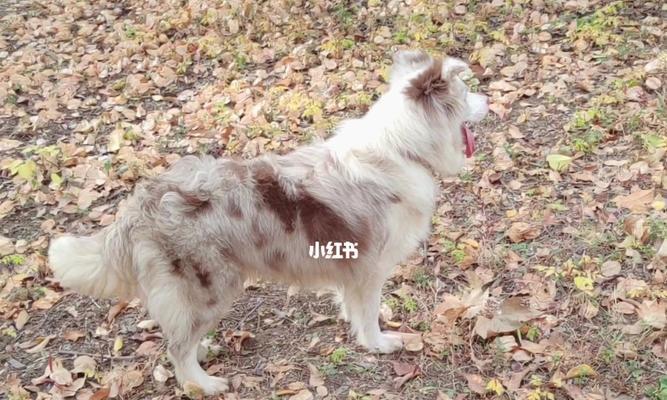 丁香边牧:智慧忠诚活力的工作犬与家庭伴侣 丁香边牧:智慧忠诚活力的工作犬与家庭伴侣