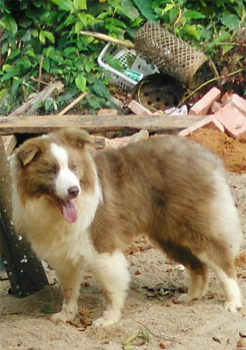 丁香边牧：智慧忠诚活力的工作犬与家庭伴侣