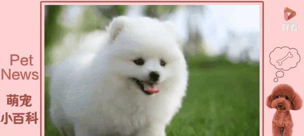 女生养狗的好处与适合的狗种推荐