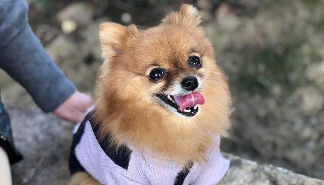 女生养狗的好处与适合的狗种推荐