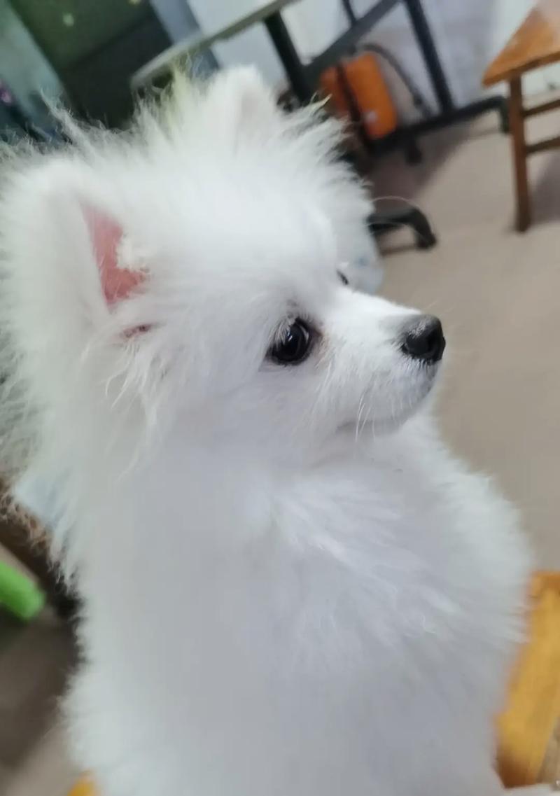 女生养狗的好处与适合的狗种推荐