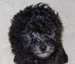 灰色泰迪毛发变化奥秘与养护指南