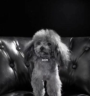 灰色泰迪毛发变化奥秘与养护指南