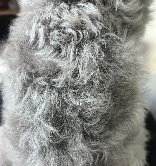 灰色泰迪毛发变化奥秘与养护指南