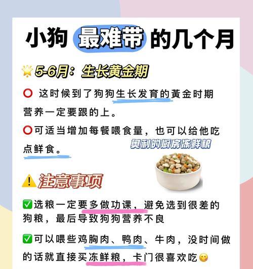狗狗营养饮食指南 健康饮食全解析