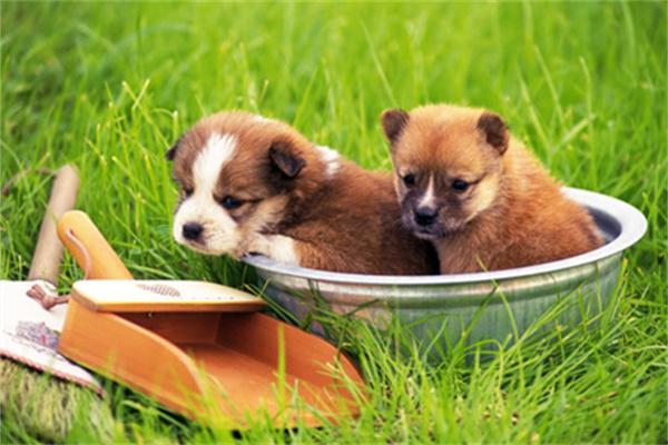 狗狗怀孕有孕检的必要吗? 狗狗怀孕有孕检的必要吗?