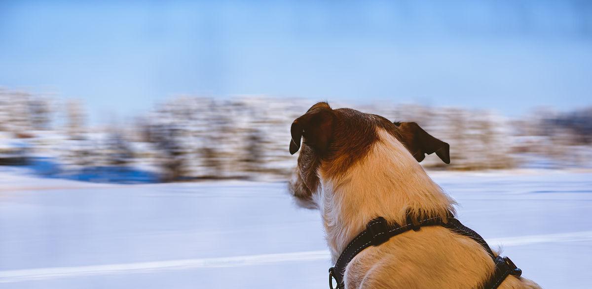 带狗狗乘火车的后果（了解乘火车带狗狗可能面临的问题及解决方法）