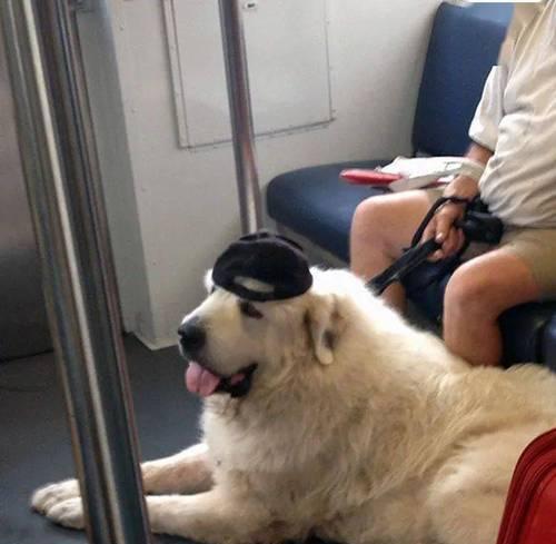 带狗狗乘火车的后果及应对方法｜实用指南