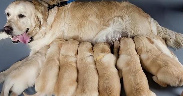 母狗怀孕后期的注意事项（怀孕后期如何照顾母狗）