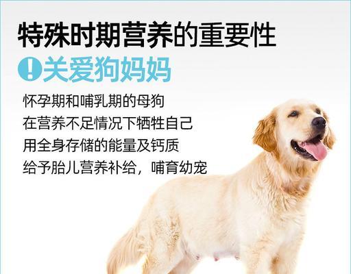 母狗怀孕后期的注意事项（怀孕后期如何照顾母狗）