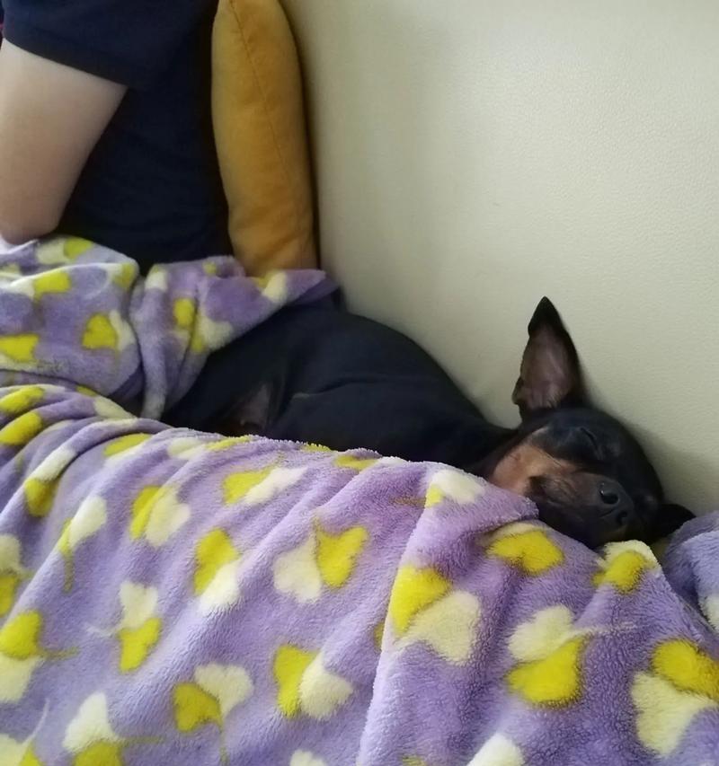 母狗怀孕后期注意事项全攻略｜如何科学照顾与护理