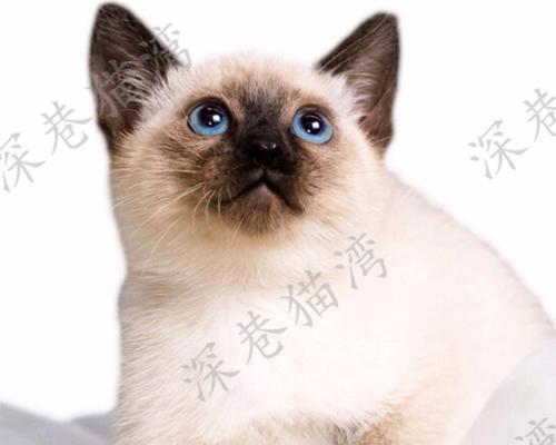 泰国猫的特点和习性(探寻泰国猫的独特之处) 泰国猫的特点和习性(探寻泰国猫的独特之处)