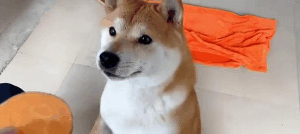 柴犬的饮食习惯和适宜生吃的食物（探讨柴犬的饮食喜好以及适合其生食的关键食物）