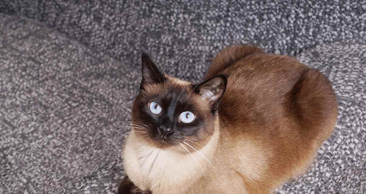 泰国猫的特点和习性解析｜品种特征全攻略