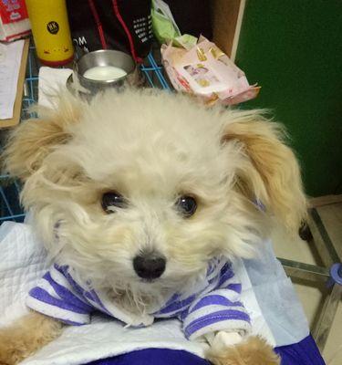 细小第五天饮食指南｜康复饮食实用建议