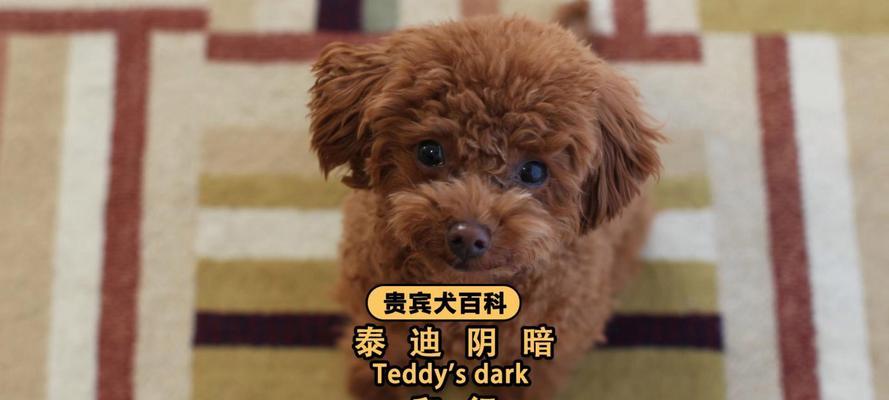贵宾犬毛为何会逐渐变白?(探究贵宾犬毛变白的原因和影响) 贵宾犬毛为何会逐渐变白?(探究贵宾犬毛变白的原因和影响)