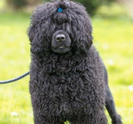 贵宾犬毛为何会逐渐变白?(探究贵宾犬毛变白的原因和影响) 贵宾犬毛为何会逐渐变白?(探究贵宾犬毛变白的原因和影响)