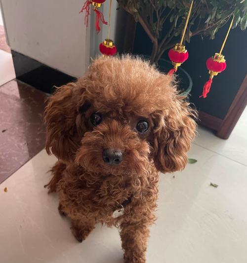 泰迪犬毛色种类与特征全解析｜选宠颜色指南