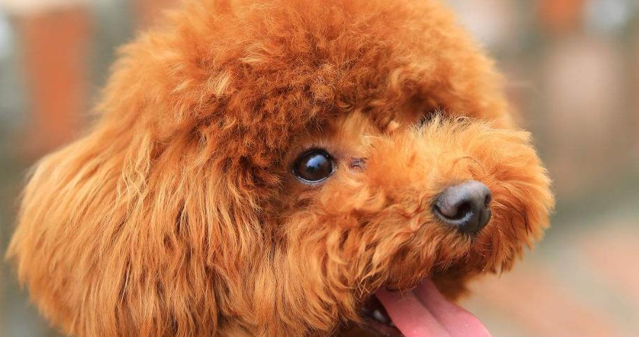 泰迪犬毛色种类与特征全解析｜选宠颜色指南