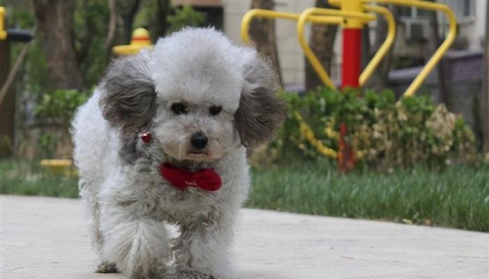 贵宾犬毛为何会逐渐变白?(探究贵宾犬毛变白的原因和影响) 贵宾犬毛为何会逐渐变白?(探究贵宾犬毛变白的原因和影响)