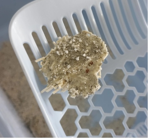 领先也出猫砂啦!?测一下木薯混合猫砂这款 领先猫砂