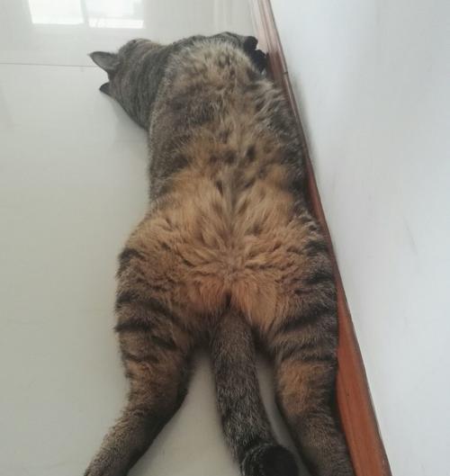 猫攻击前晃动之谜(探寻猫为何攻击前会进行晃动的原因) 猫攻击前晃动之谜(探寻猫为何攻击前会进行晃动的原因)