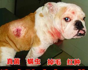 以幼犬预防皮肤病,哪种药物更好?(选择适合幼犬的药物预防皮肤病是关键) 以幼犬预防皮肤病,哪种药物更好?(选择适合幼犬的药物预防皮肤病是关键)