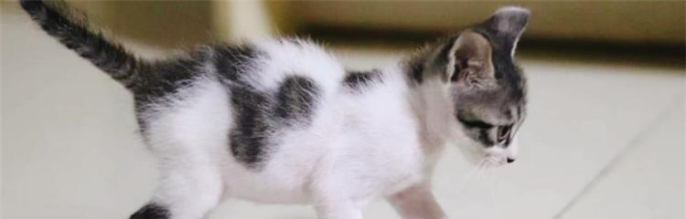 猫攻击前晃动之谜(探寻猫为何攻击前会进行晃动的原因) 猫攻击前晃动之谜(探寻猫为何攻击前会进行晃动的原因)