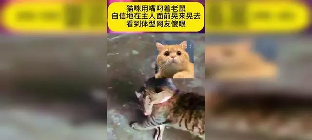 猫攻击前晃动之谜｜揭秘原因与应对技巧