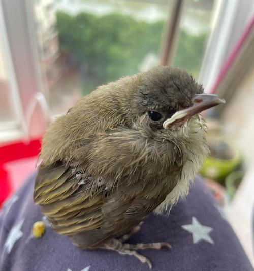 小鸟的饮食习惯及营养需求(探索小鸟食物链的奥秘) 小鸟的饮食习惯及营养需求(探索小鸟食物链的奥秘)