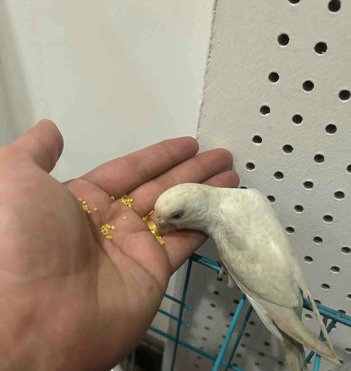 小鸟的饮食习惯及营养需求全攻略｜探索食物链奥秘