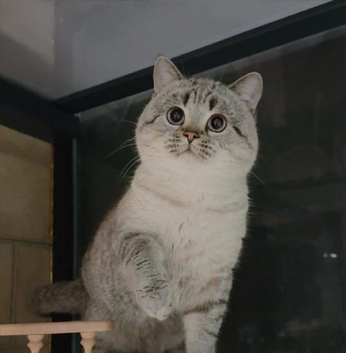 重点色猫与其他猫种的搭配之美(以重点色的猫为主角,探索不同猫种间的和谐共处) 重点色猫与其他猫种的搭配之美(以重点色的猫为主角,探索不同猫种间的和谐共处)