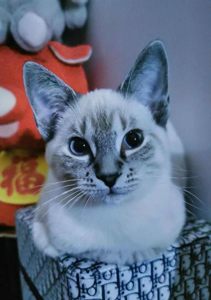 重点色猫与其他猫种搭配之美｜和谐共处全指南