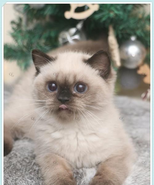 重点色猫与其他猫种的搭配之美(以重点色的猫为主角,探索不同猫种间的和谐共处) 重点色猫与其他猫种的搭配之美(以重点色的猫为主角,探索不同猫种间的和谐共处)