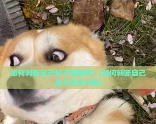 狗舔狗(揭示人与人之间真实关系的) 狗舔狗(揭示人与人之间真实关系的)