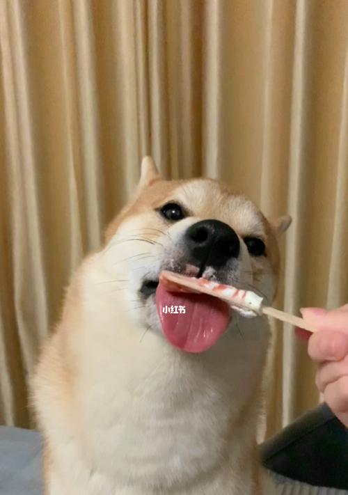 狗舔狗(揭示人与人之间真实关系的) 狗舔狗(揭示人与人之间真实关系的)