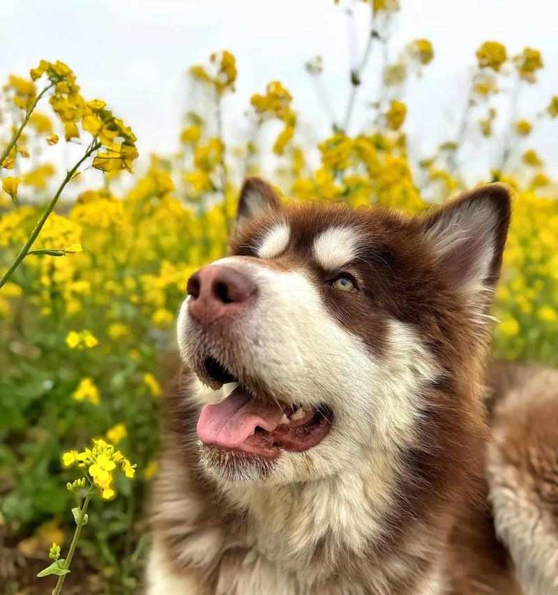 一个狗的故事——扭的奇幻冒险(一只狗的勇敢与坚持) 一个狗的故事——扭的奇幻冒险(一只狗的勇敢与坚持)