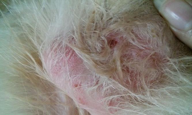 金毛犬常见疾病大揭秘(了解如何预防和治疗金毛犬的常见疾病) 金毛犬常见疾病大揭秘(了解如何预防和治疗金毛犬的常见疾病)