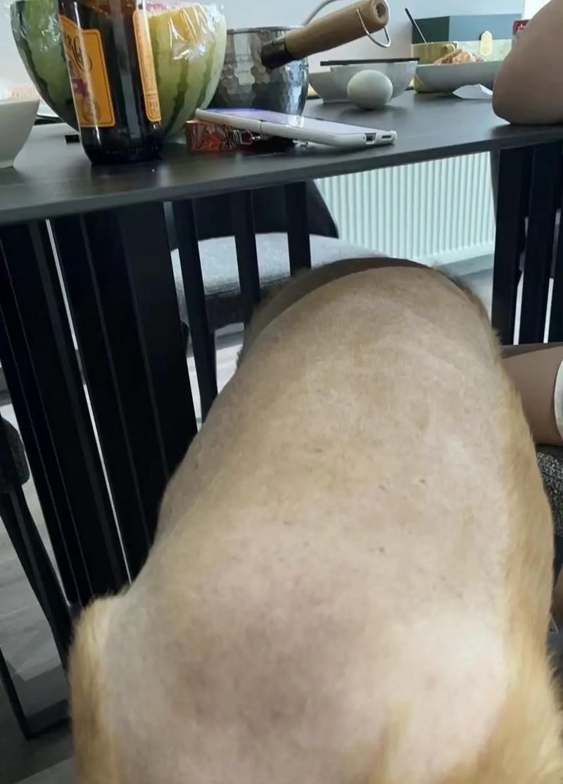 金毛犬常见疾病大揭秘(了解如何预防和治疗金毛犬的常见疾病) 金毛犬常见疾病大揭秘(了解如何预防和治疗金毛犬的常见疾病)