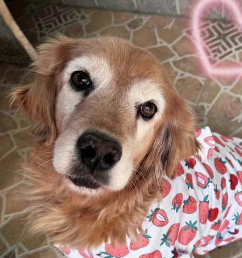 金毛犬常见疾病大揭秘：症状预防与治疗全攻略