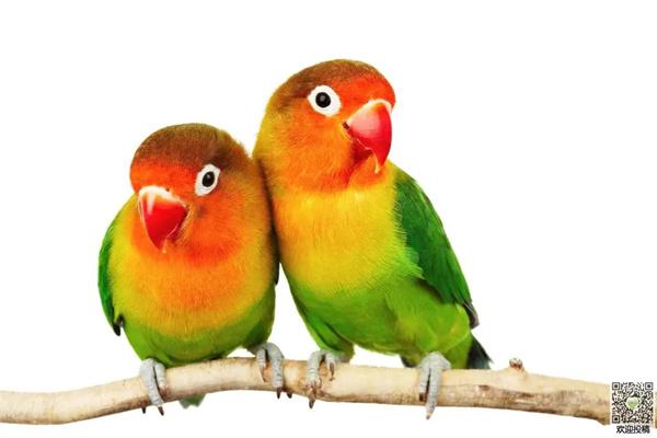 怎么判断虎皮鹦鹉的年龄？