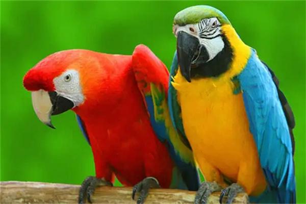 怎么判断虎皮鹦鹉的年龄？