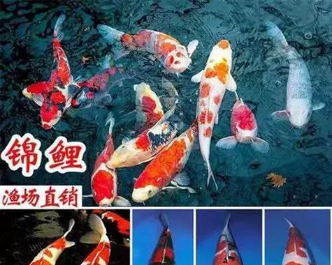 锦鲤鱼的裸缸养之谜（为什么要选择裸缸养锦鲤？（）