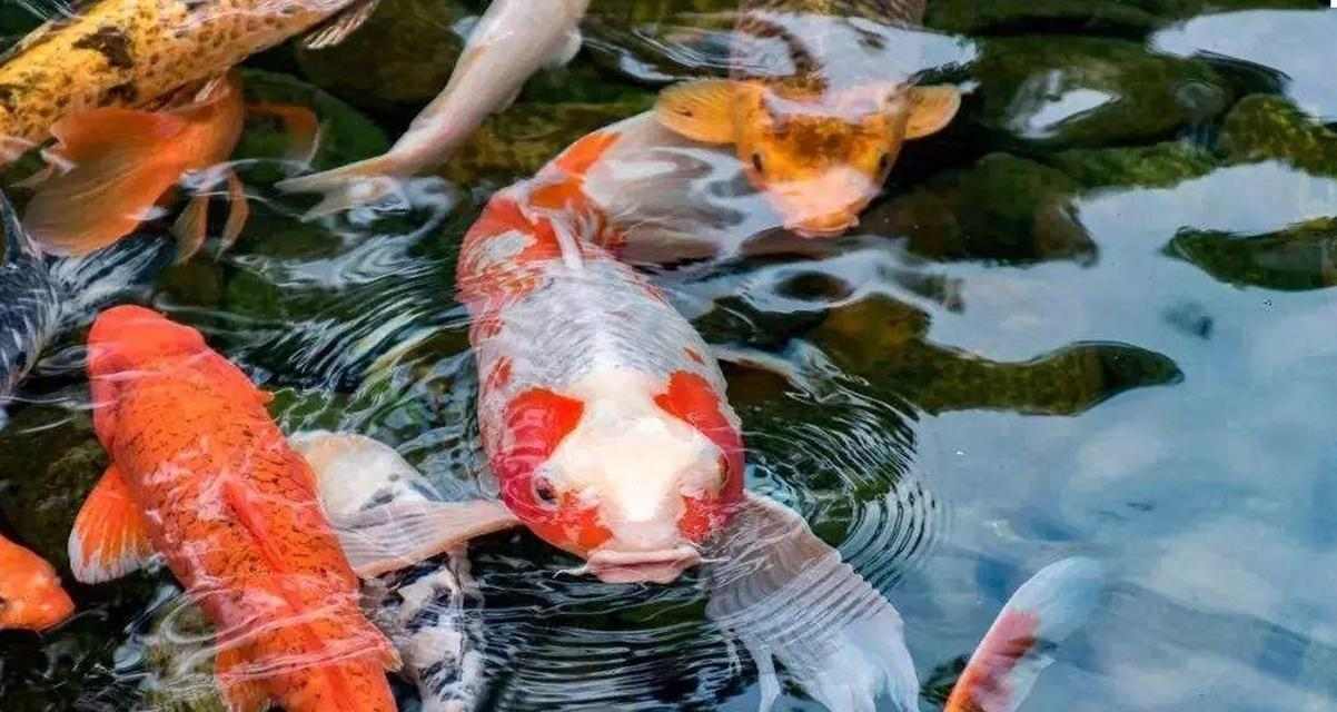 裸缸养锦鲤技巧全解析｜水质与环境管理核心要点