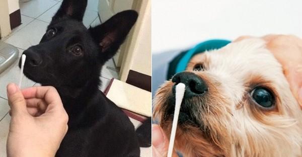 狗狗中暑发烧应对全攻略｜打针急救与预防措施