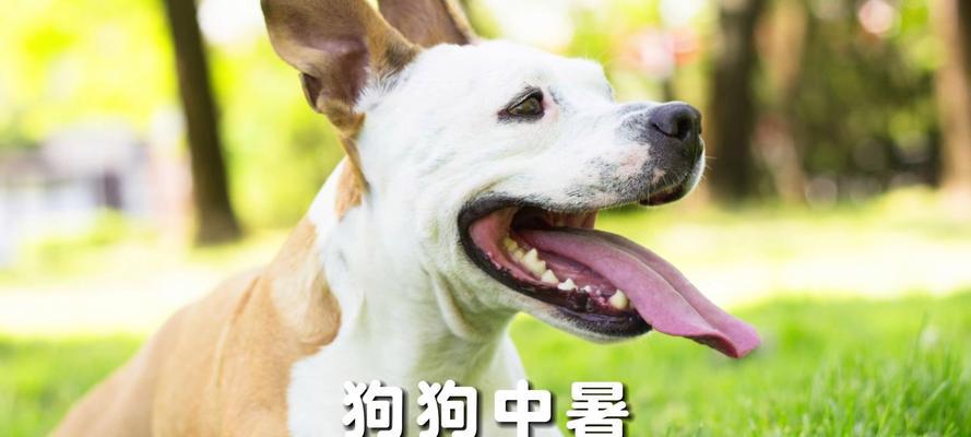 狗狗中暑发烧急需打针，保护它的健康！（了解狗狗中暑发烧的原因和应对措施，即刻行动！）