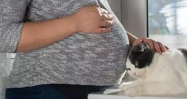 怀孕猫的征兆与家居迎接（了解猫咪怀孕的迹象，为它们的到来做好准备）