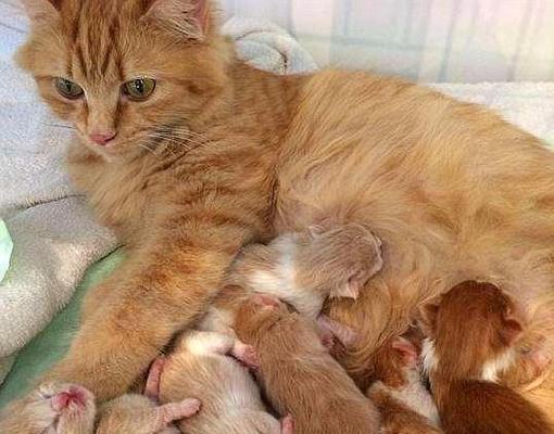 怀孕猫的征兆与家居迎接（了解猫咪怀孕的迹象，为它们的到来做好准备）